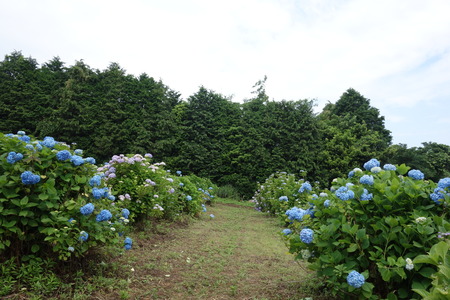 12−諫早市森山町 恵あじさい園DSC02730