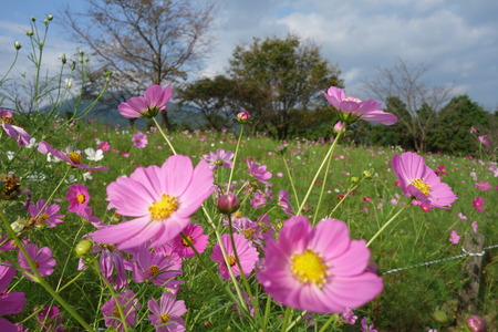 10-ëÝÁá¡¡ÇòÌÚÊö¹â¸¶DSC00192