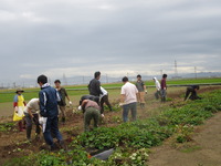 お父さん広場芋掘り (7)