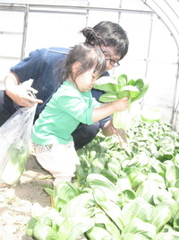 17畑の野菜を採りにいこう 022