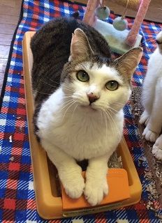 ÄÚÀîÇò¥¥¸¡¡¤Þ¤ë¤Á¤ã¤ó