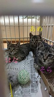 Æî¿ûÀ¸Ä®¡¡»³ËÜ