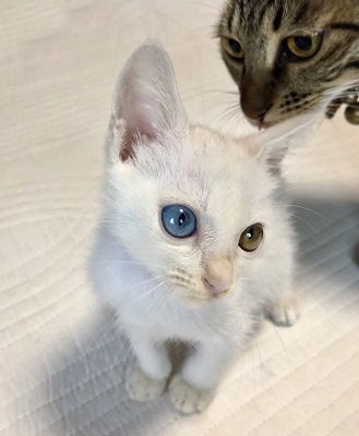 ÌÚ²¼¥¢¥Ç¥¤