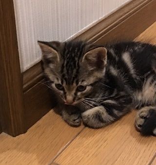 samu