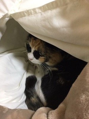 幸せつかんだ三毛猫「パンダ」 : NPO法人 福井犬・猫を救う会