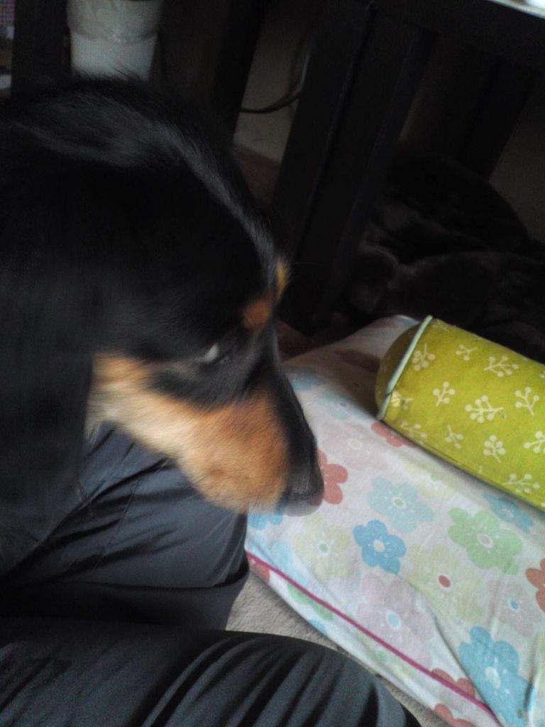 20140323_迷子犬