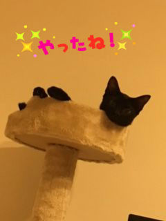 BlogPaint