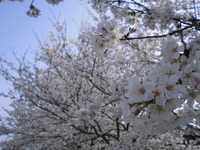 CIMG8745