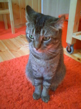 SUKE