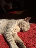 IMG_1127