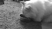 IMG_0859