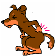 老犬