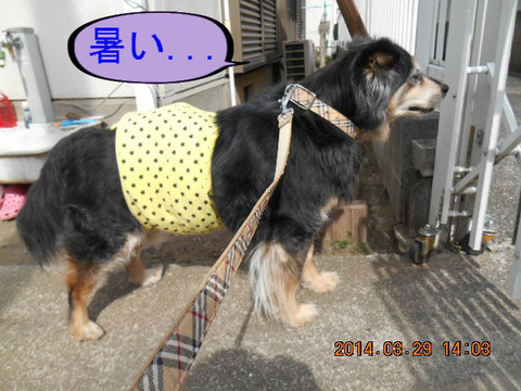 BlogPaint