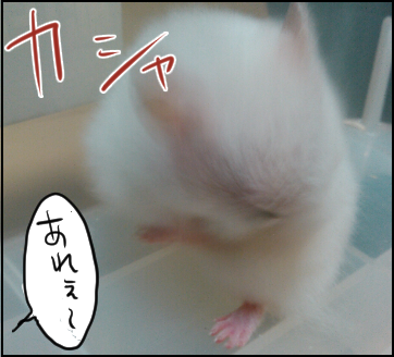 ハムスター6