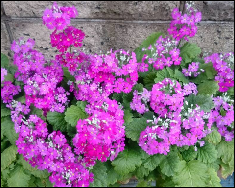 春の花7