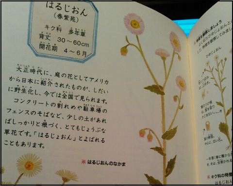 春の花8