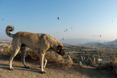 dog2
