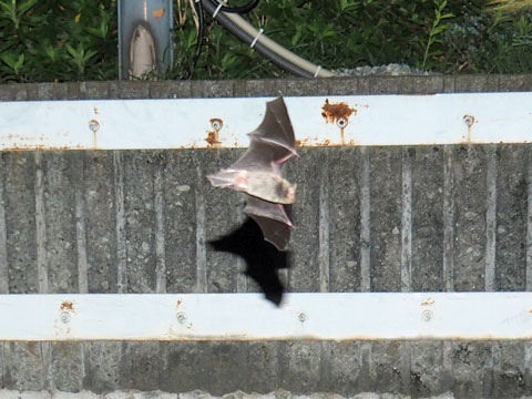 bat6