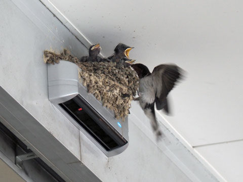swallow4