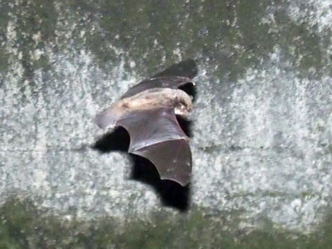 bat2