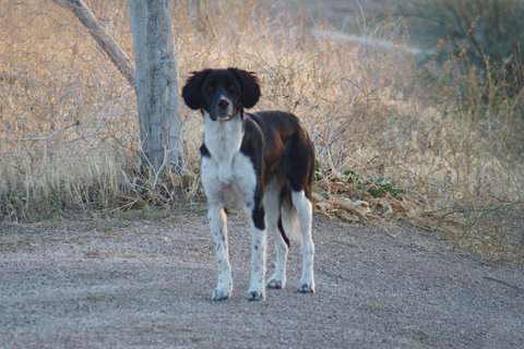 dog3