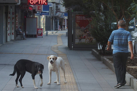dog1