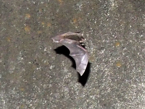 bat5