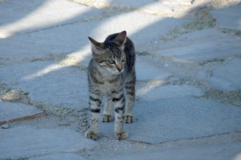 cat1