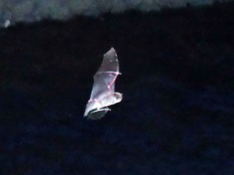 bat1