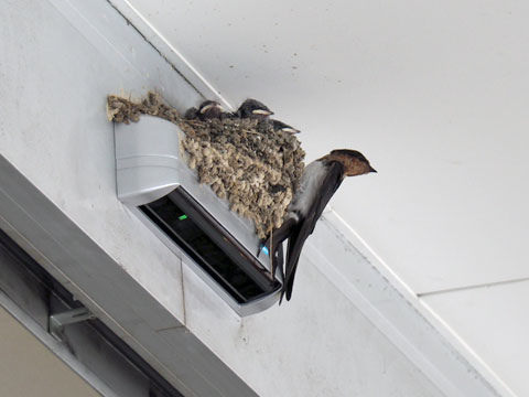 swallow5