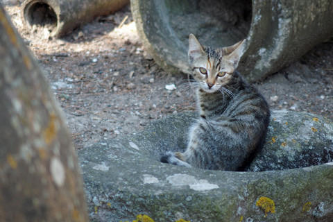 cat2