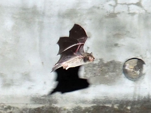 bat4