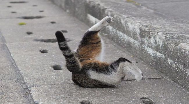 cat