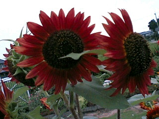 070712_紅いヒマワリ .JPG
