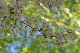 桜2