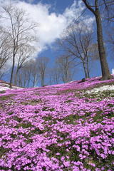 Sakura・Valley