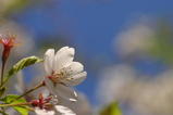 桜1