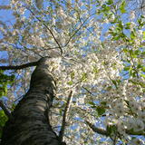 桜3