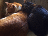 ねこ