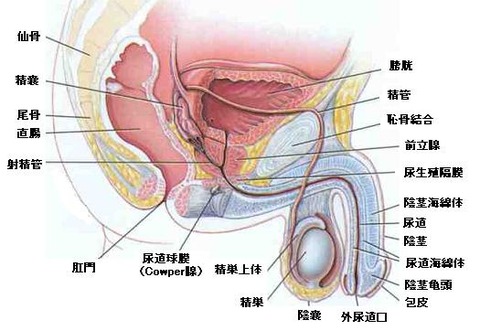 睾丸解剖1