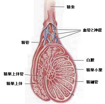 睾丸解剖2