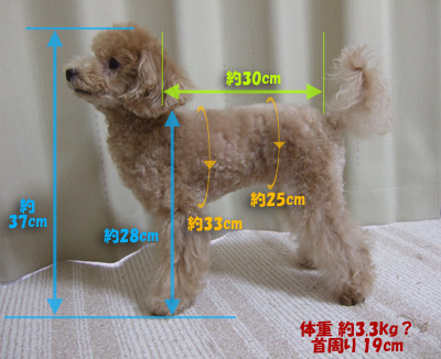 測り 犬 方 体高