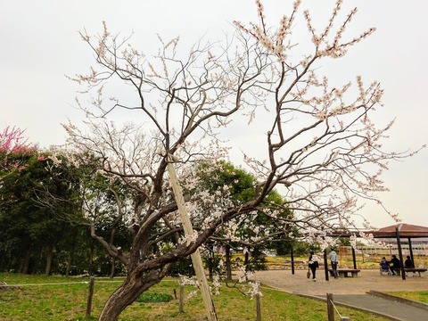 DSC00036