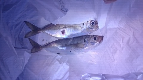 09117348.jpg