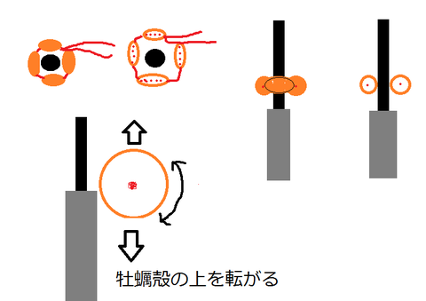 ploatrope