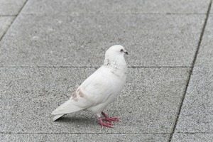 hato