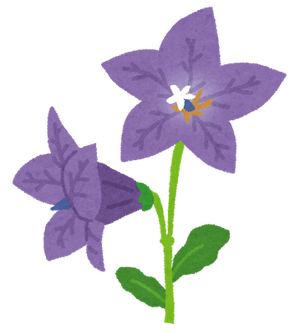flower_kikyou