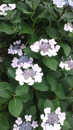 2013062011060000