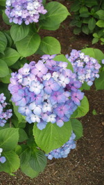 2013062011060001