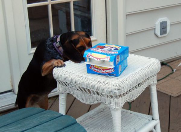 pets_steal_food_640_01
